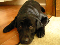 /album/tudosobrecachorrosegatos/fofinho-cachorro-png/